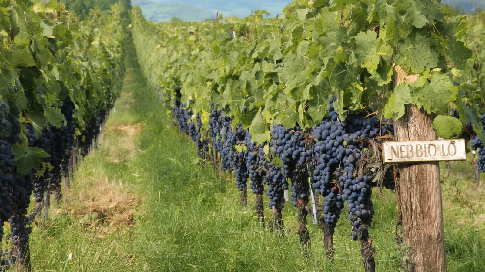How Nebbiolo Grows in Langhe